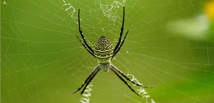 Araignée