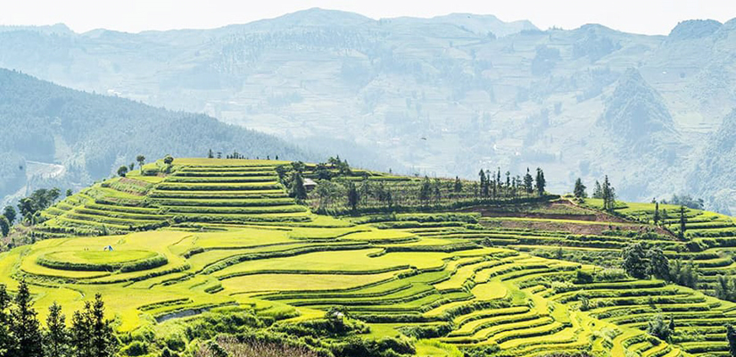 Bac-Ha