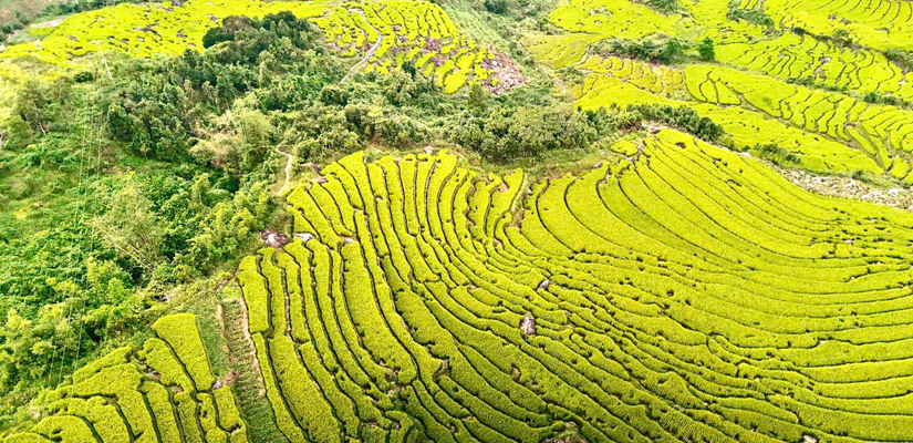 Trek-a-Binh-Lieu