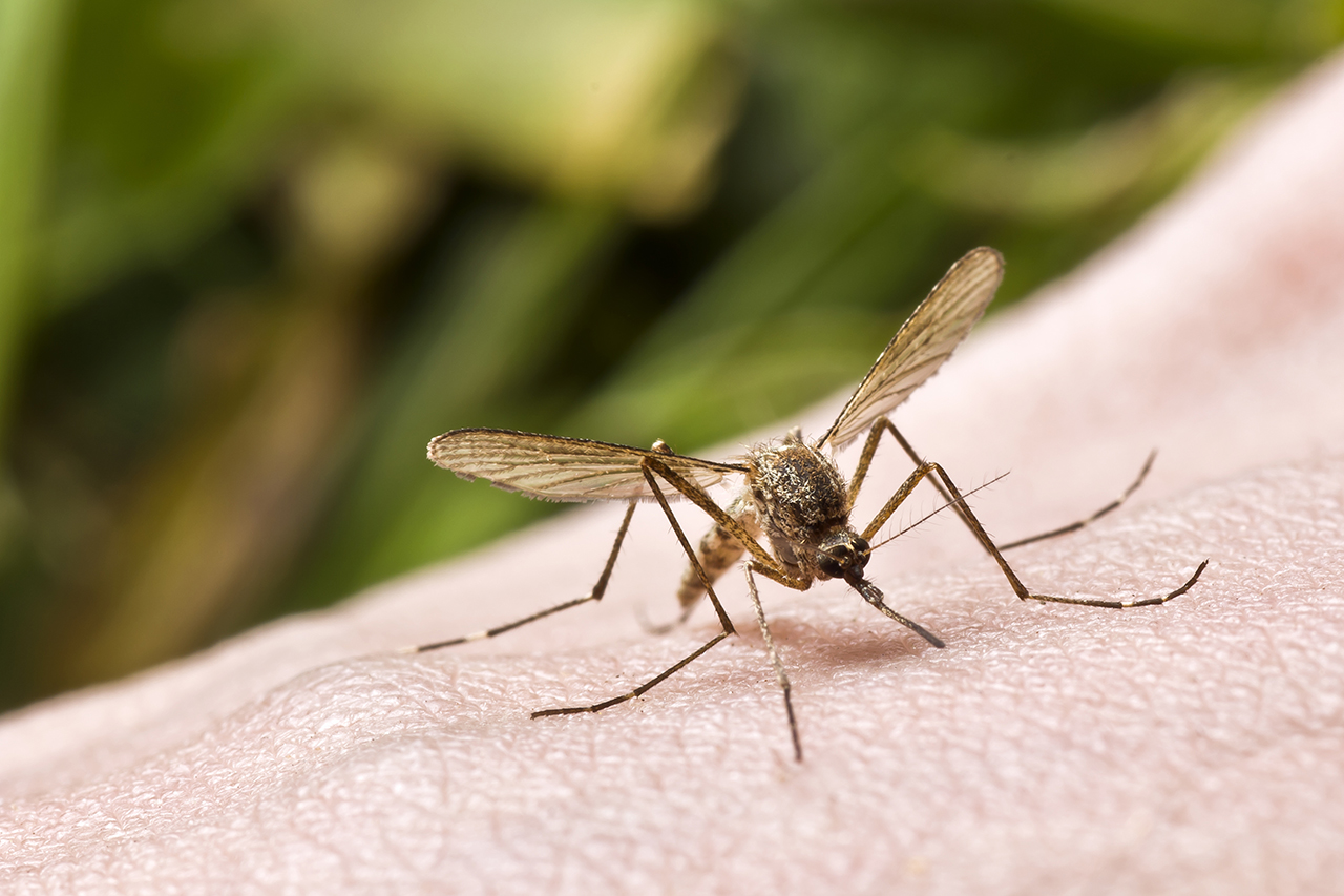 Moustique-dengue 