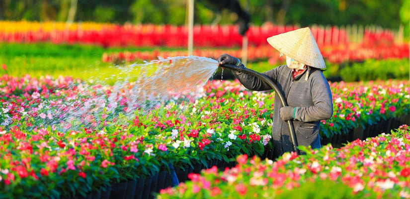 Dong-Thap-Vietnam
