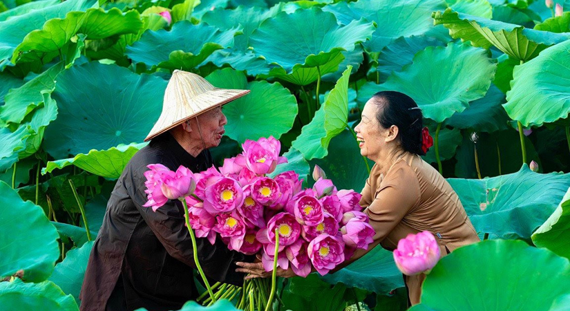 fil-de-lotus