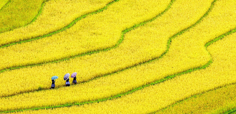 parapente-a-Mu-Cang-Chai
