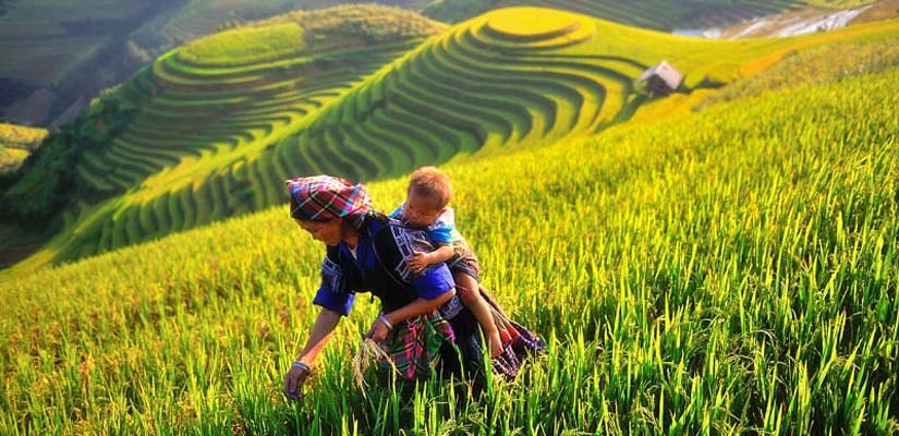 parapente-a-Mu-Cang-Chai