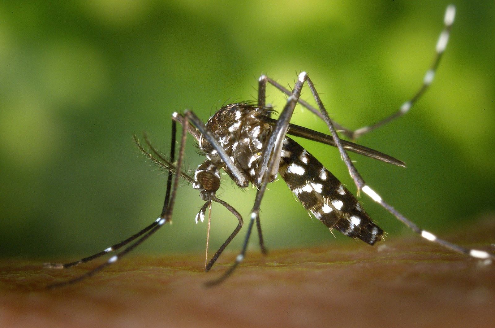 La-dengue-au-Vietnam