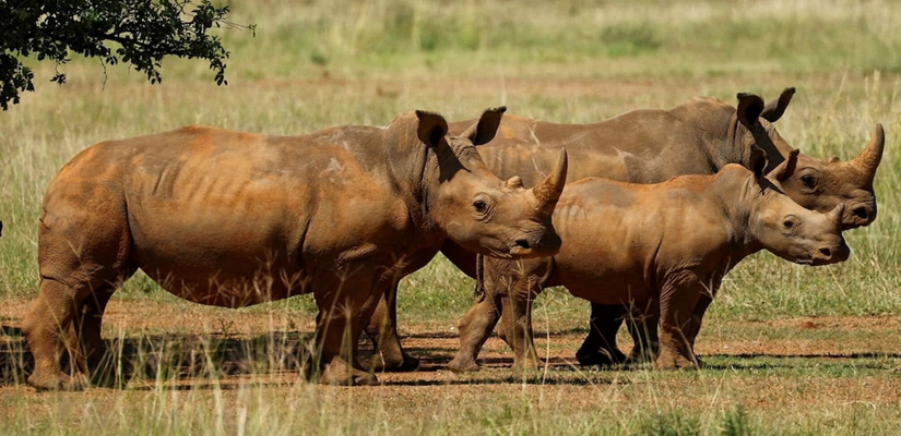 Rhinocero