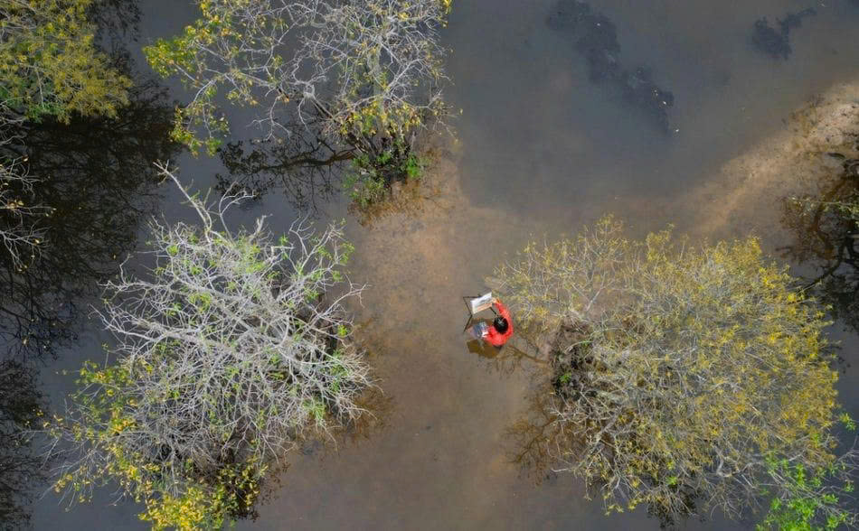 Mangrove-Ru-Cha