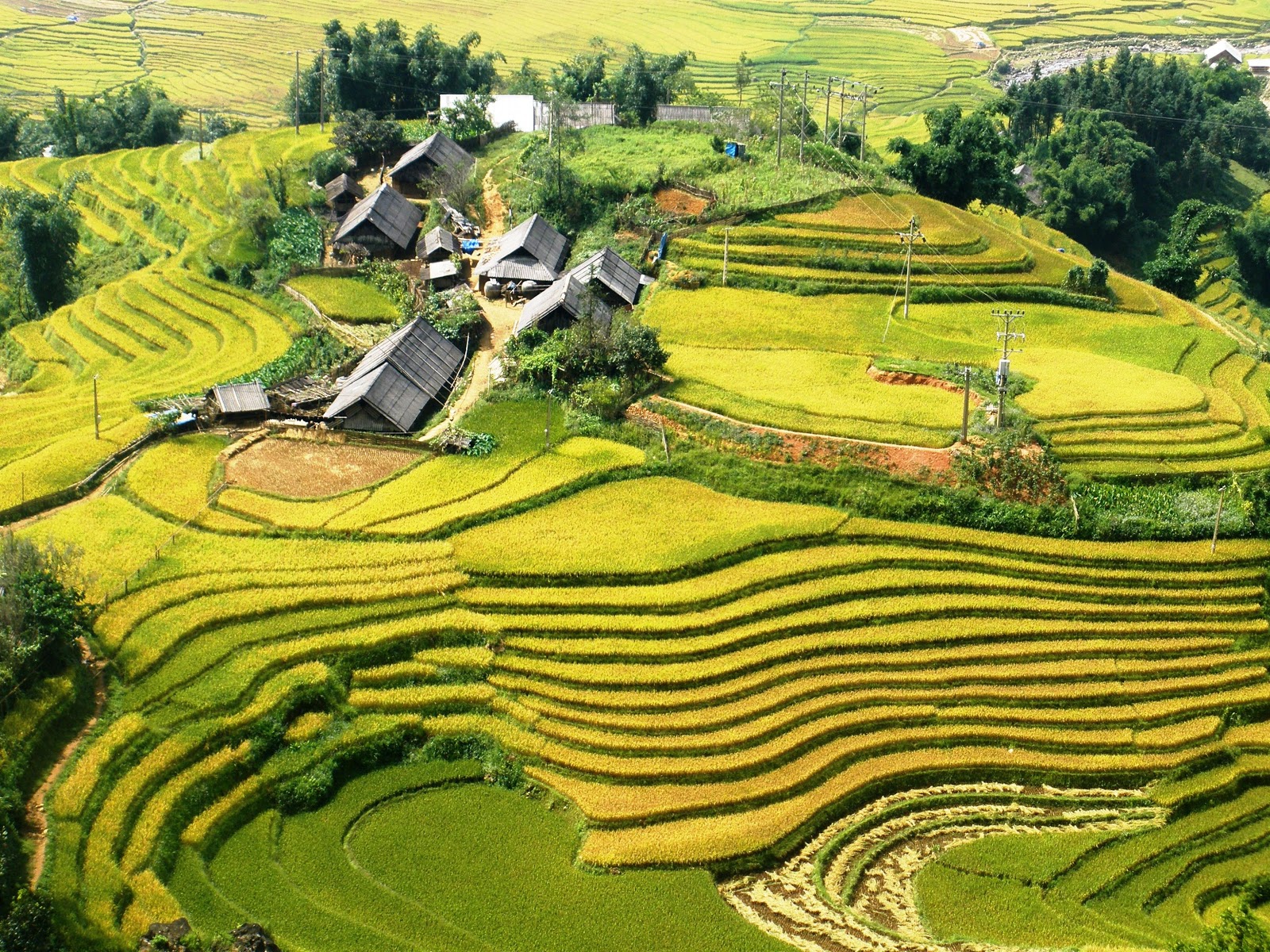 Rizieres-en-terrasse-a-Sapa