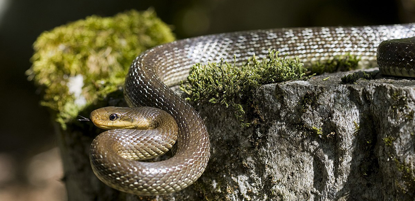 serpent