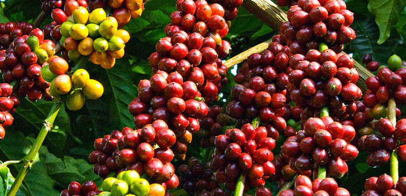 Cafe-au-Vietnam