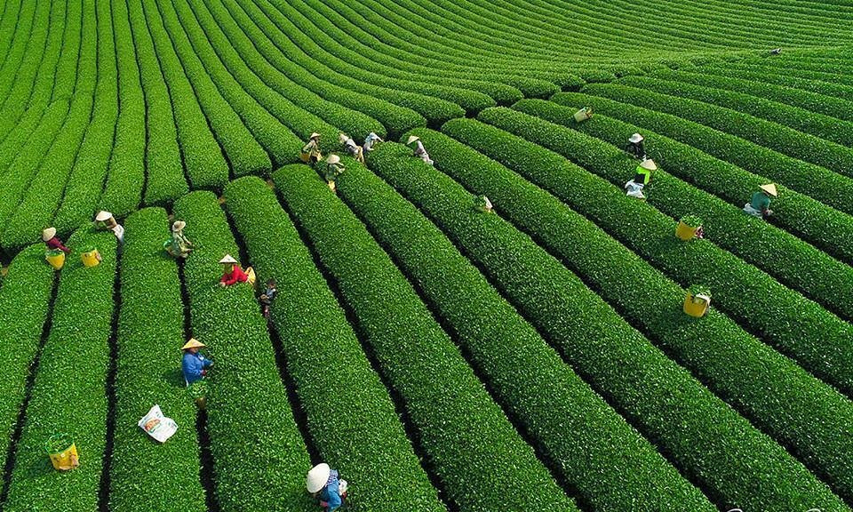 The-au-Vietnam