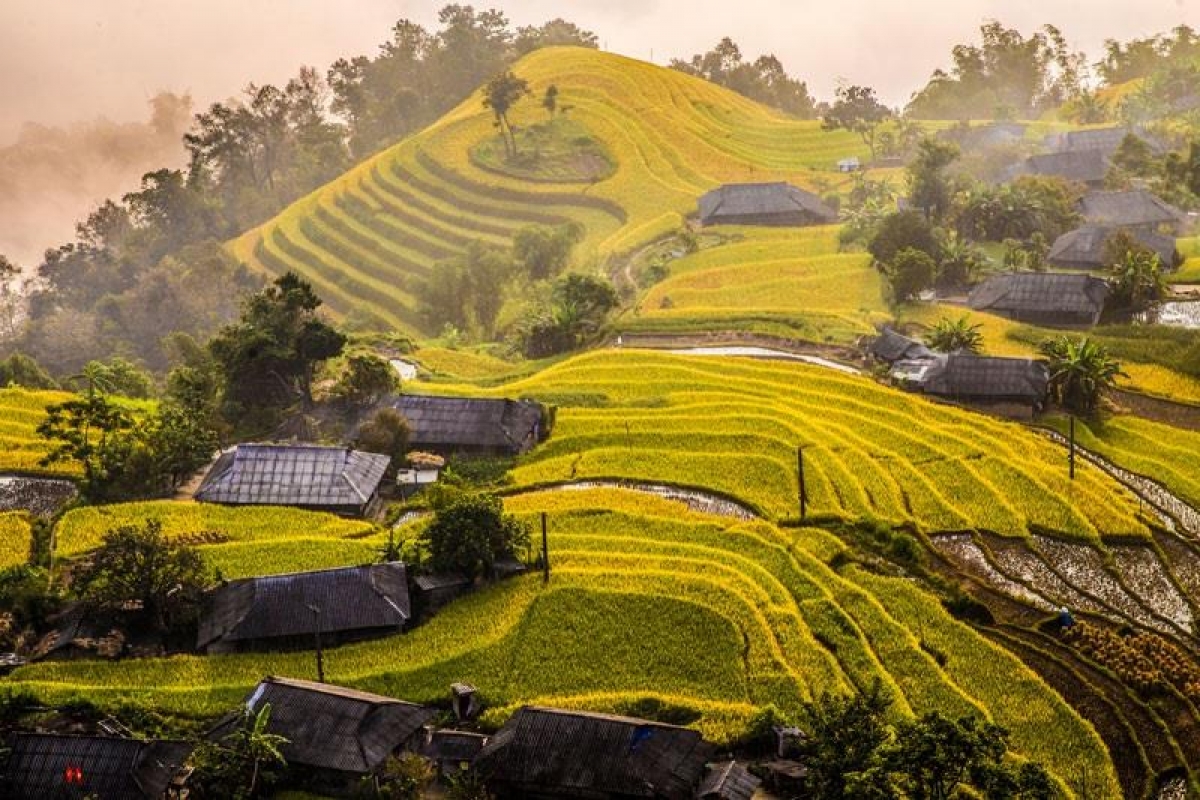 Ban-Phung-Hoang-Su-Phi