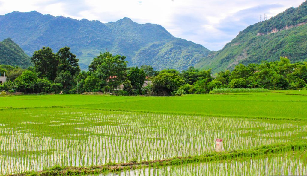 Mai-Chau-en-vert