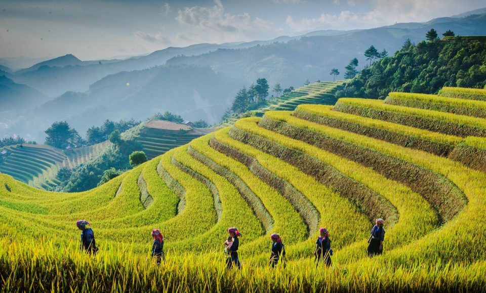 Mu-Cang-Chai