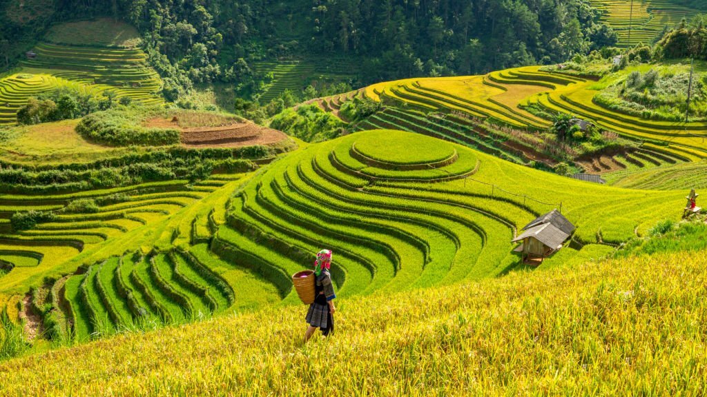 Les-rizieres-a-Mu-Cang-Chai