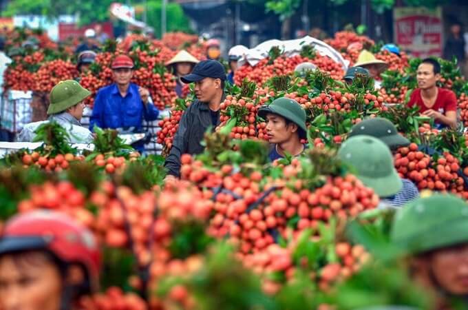 Cultivateur attend son tour à la pesée