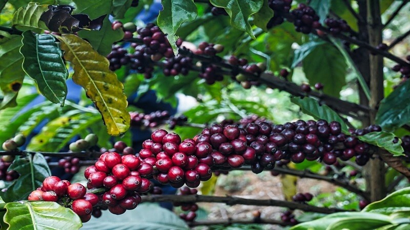La culture du café de Buon Ma Thuot