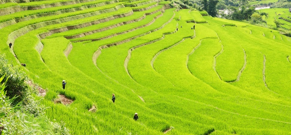 Nghia-Lo