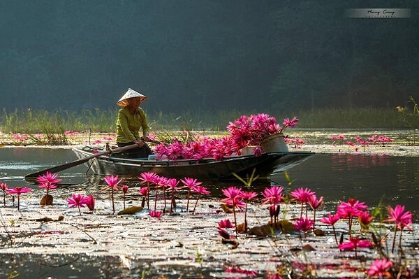 Fleurs de nénuphar violet à Ninh Binh