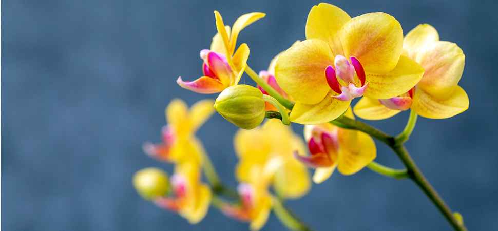 Orchidée