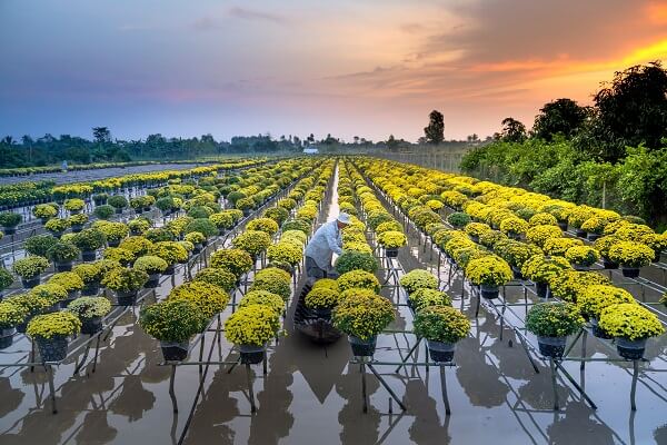 Culture de fleur dans le delta du Mékong