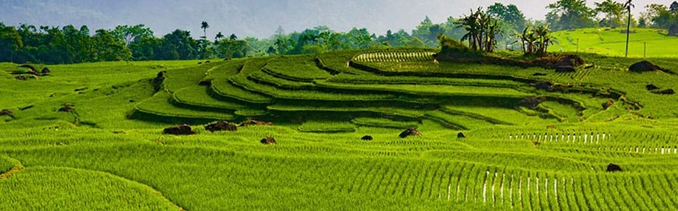 Rizières Pu Luong rizieres-pu-luong