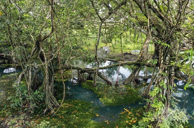Randonnée à vélo avec guide pour visiter la route de l’ancien arbre, Nam Cat Tien