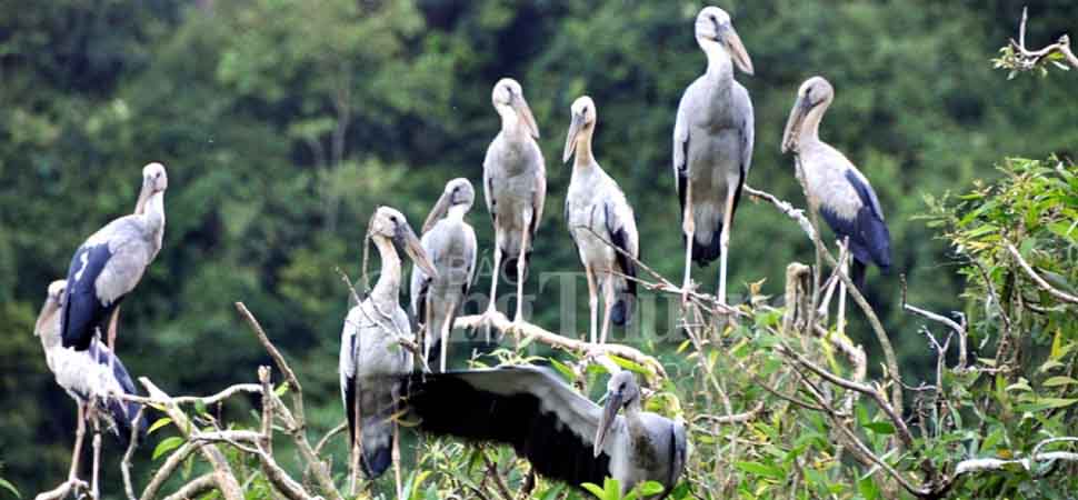 Parc des oiseaux Thung Nham