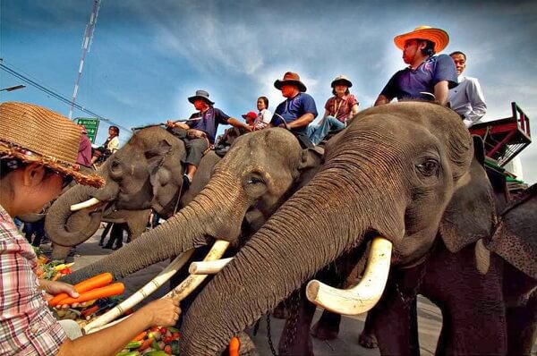 Le festival d'éléphant Surin