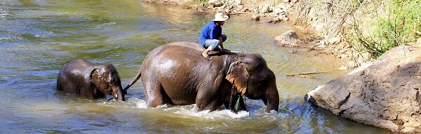 Les éléphants de Chiang Mai
