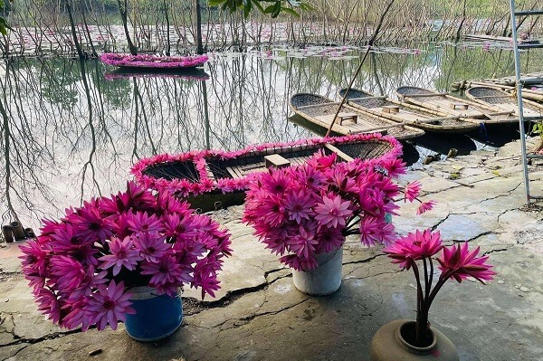 Récolte de nénuphars à la pagode des parfums Huong