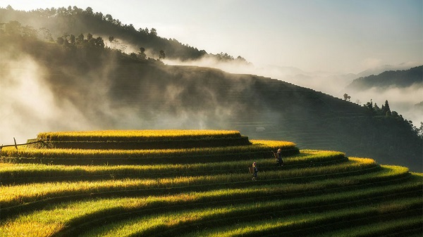 Les champs de Mu Cang Chai sont très photogéniques
