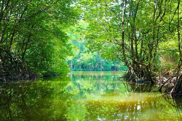 Forêt Vam Sat