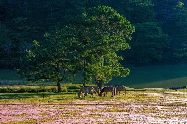 La saison de l'herbe rose à Da Lat