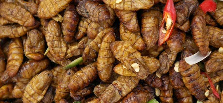 Les insectes dans la cuisine cambodgienne insecte-cuisine-cambode