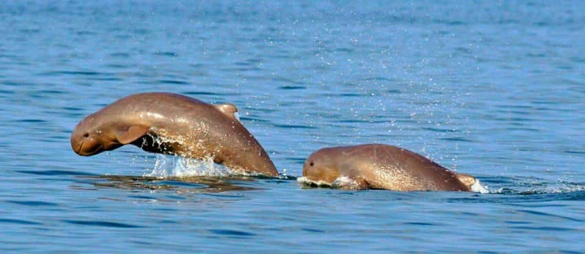 dauphins-yrraddawy