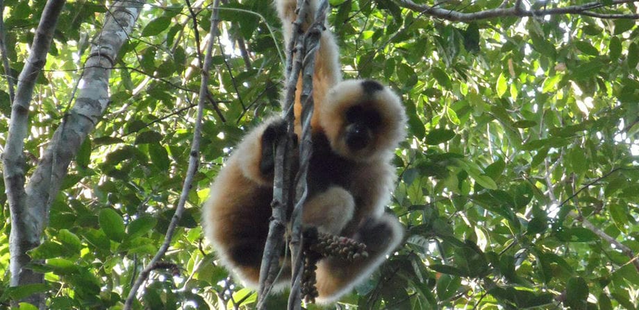 gibbon-spotting