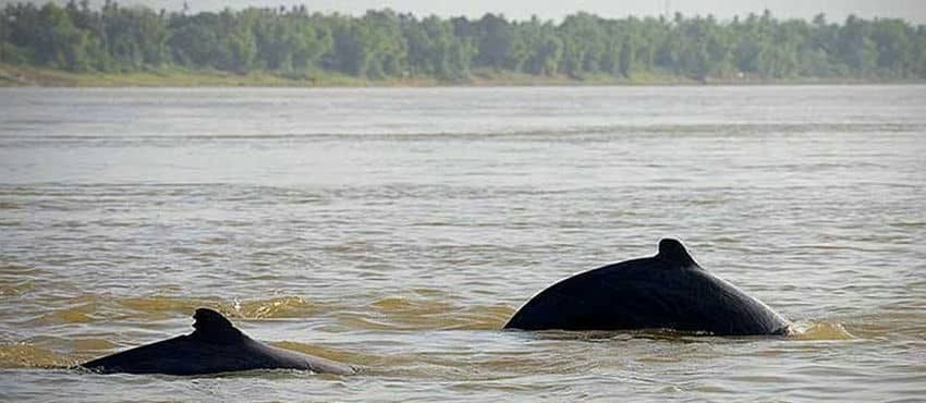 kratie-dauphins