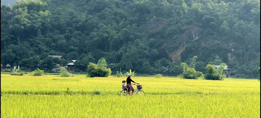 Mai Chau - Saison dorée mai-chau