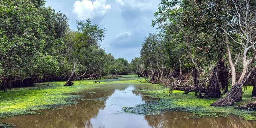 mangrove-tra-su