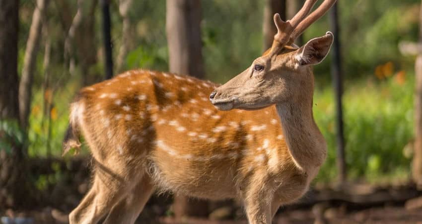 Mayura Wildlife Foundation mayurq