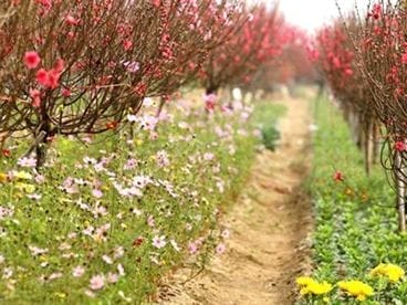 village des fleurs Nghi Tam