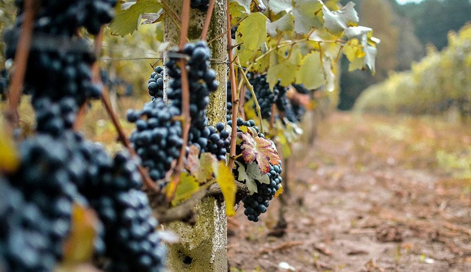 Vignoble Battambang vignoble