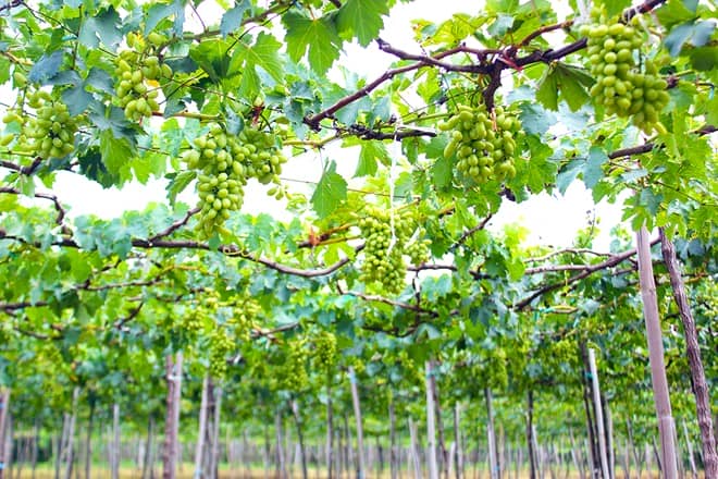 connaissezvous-le-vin-vietnamien